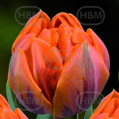 Bulbi de lalea Orange Princess, 5 bulbi