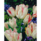 Hectarul - Bulbi de lalea Toucan, 5 bulbi