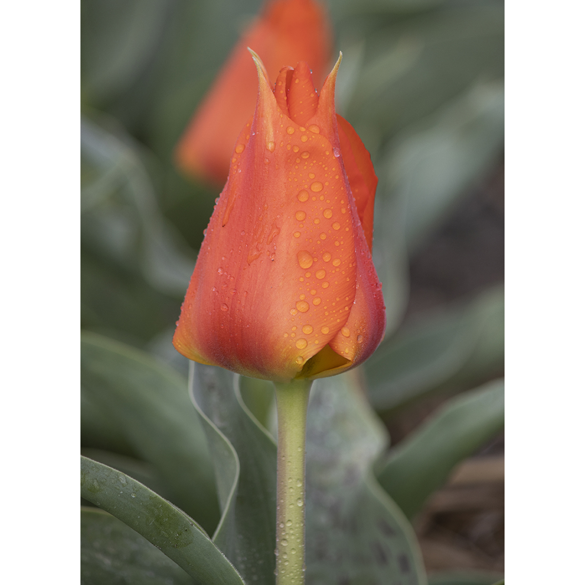 Ladita 800 bulbi de lalea GREIGII TULIPA Miramare, 1, hectarul.ro