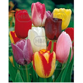 Hectarul - Bulbi de lalea Triumph Mixed, 5 bulbi