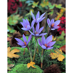 Bulbi de branduse (Crocus) Sativus, 10 bulbi