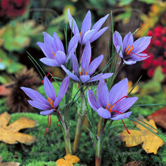 Bulbi de branduse (Crocus) Sativus, 10 bulbi