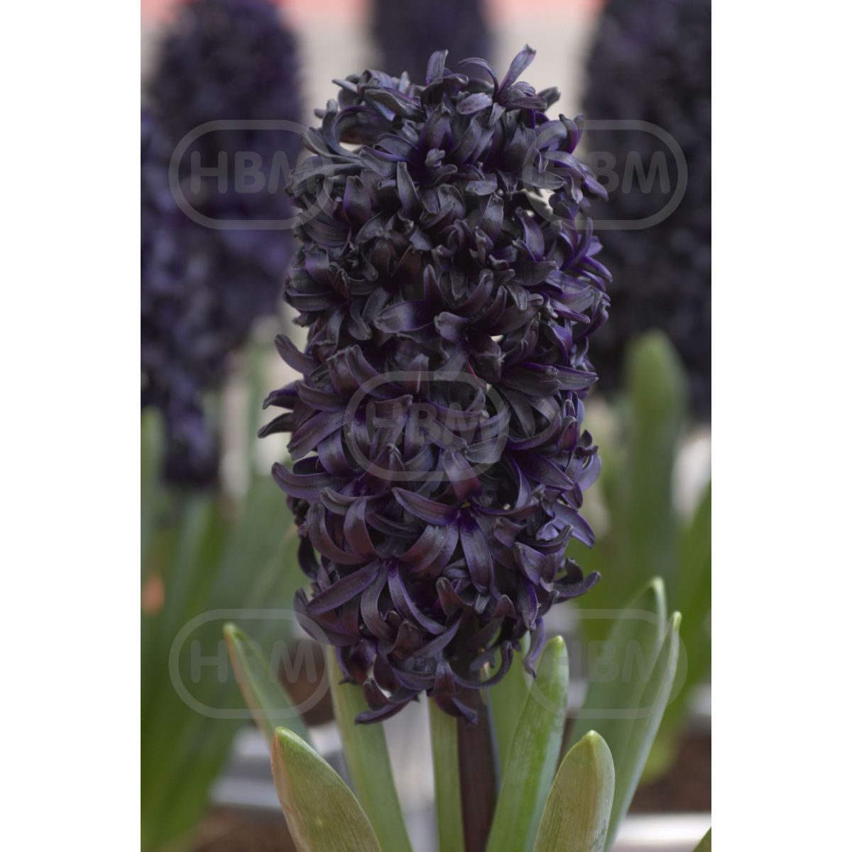 Set 2 bulbi, Zambila Blue Saphire, 1, hectarul.ro