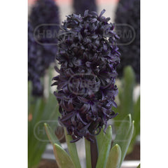 Set 2 bulbi, Zambila Blue Saphire