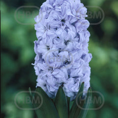 Set 2 bulbi, Zambila General Köehler