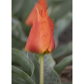 Hectarul - Ladita 800 bulbi de lalea GREIGII TULIPA Miramare