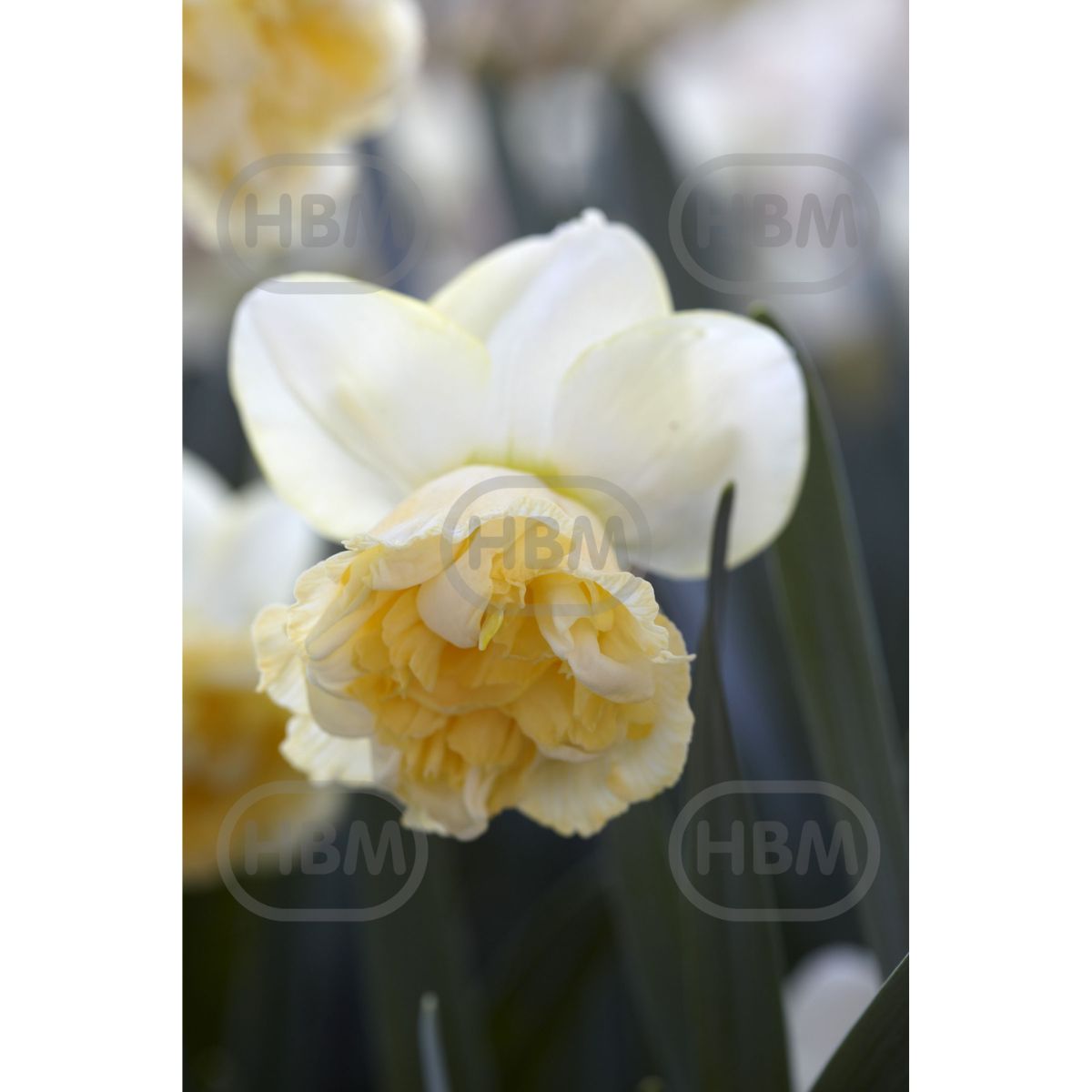 Bulbi de narcise Art Design, 3 bulbi, 1, hectarul.ro