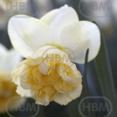 Bulbi de narcise Art Design, 3 bulbi