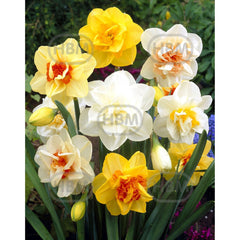 Bulbi de narcise Double Mixed, 5 bulbi