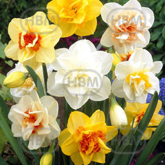 Bulbi de narcise Double Mixed, 5 bulbi