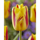 Hectarul - Bulbi de lalea Washington, 5 bulbi