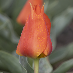 Ladita 800 bulbi de lalea GREIGII TULIPA Miramare