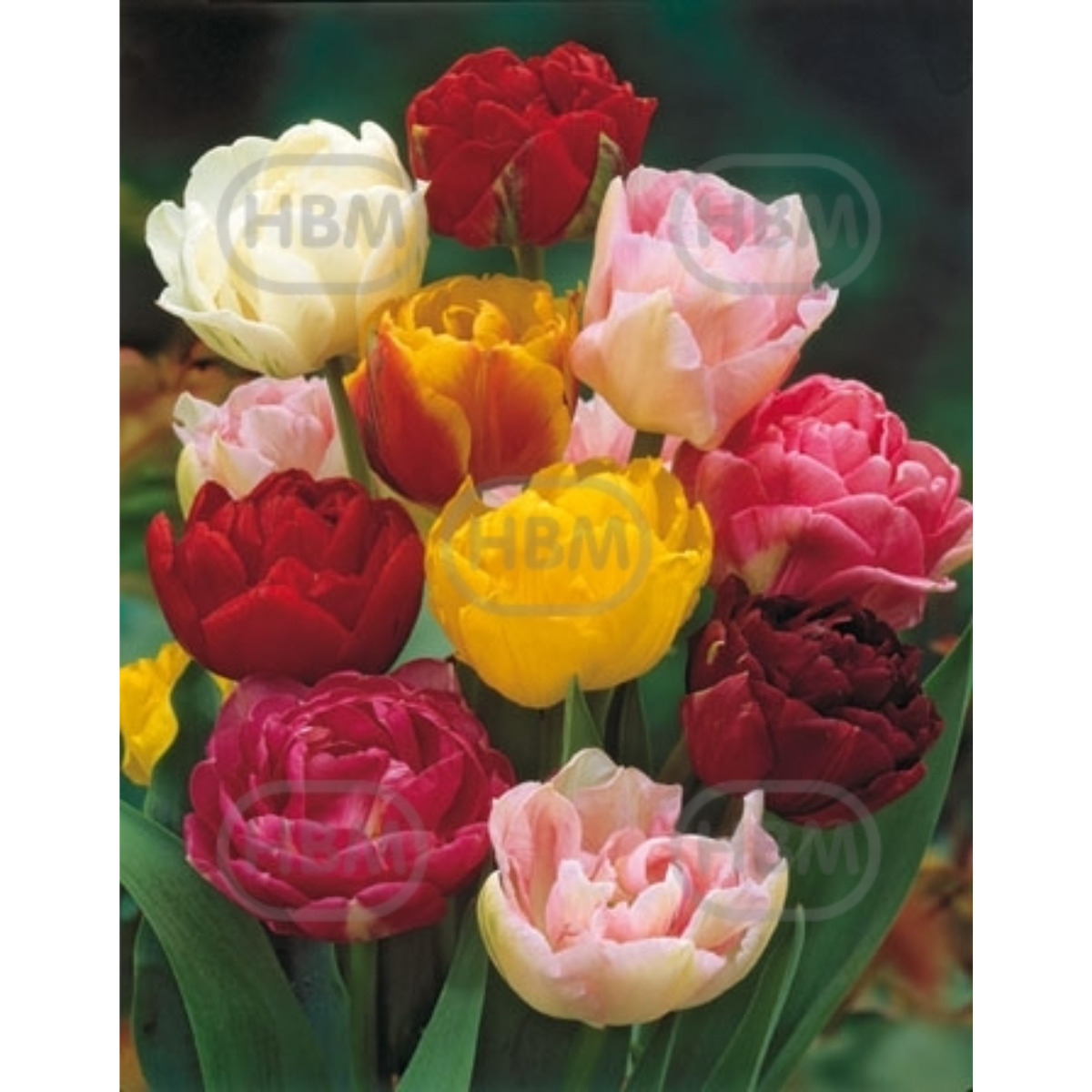 Ladita 800 bulbi de lalea DOUBLE LATE TULIPA Mix, 1, hectarul.ro