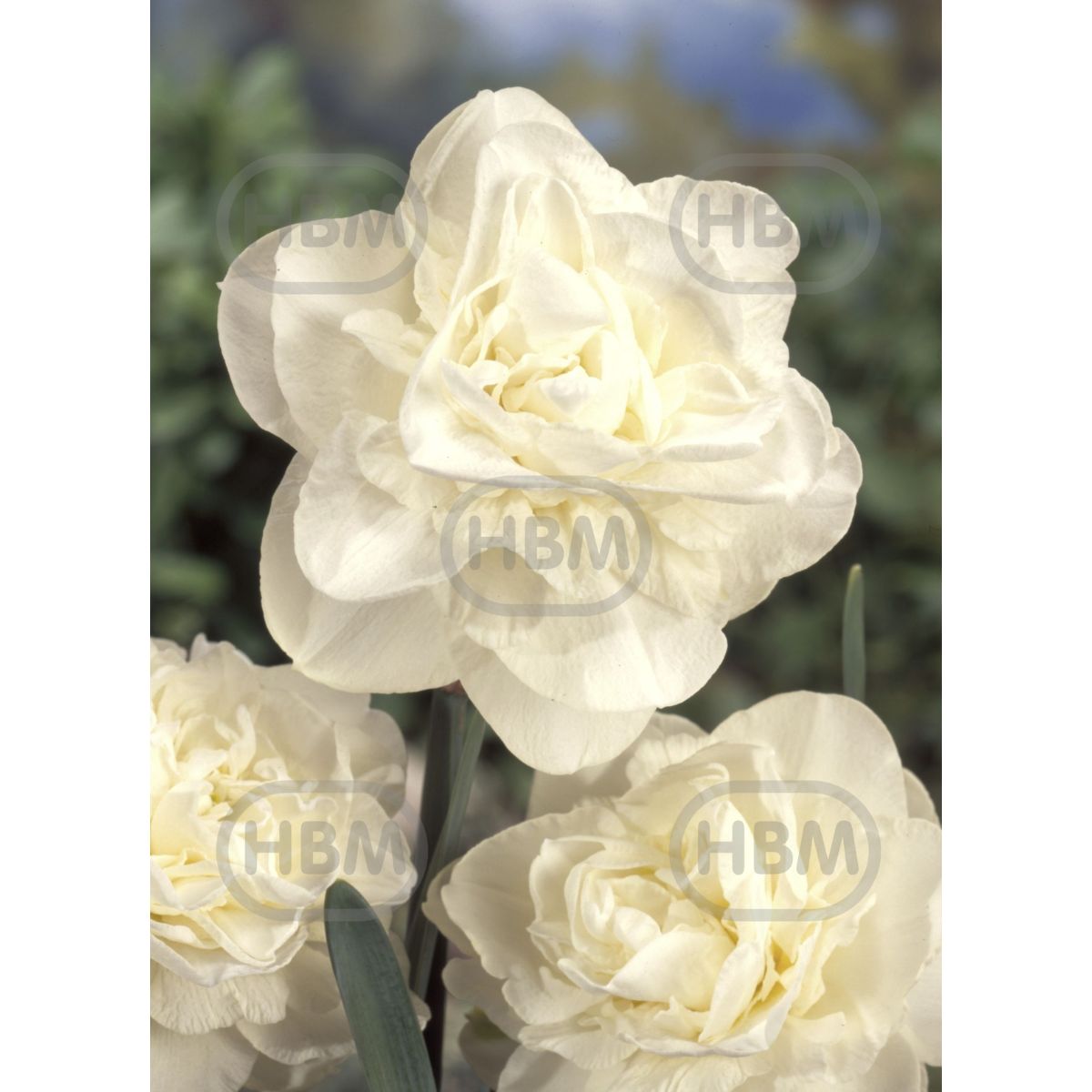 Bulbi de narcise Obdam, 5 bulbi, 1, hectarul.ro