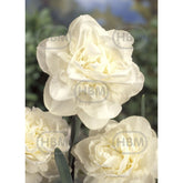 Hectarul - Bulbi de narcise Obdam, 5 bulbi