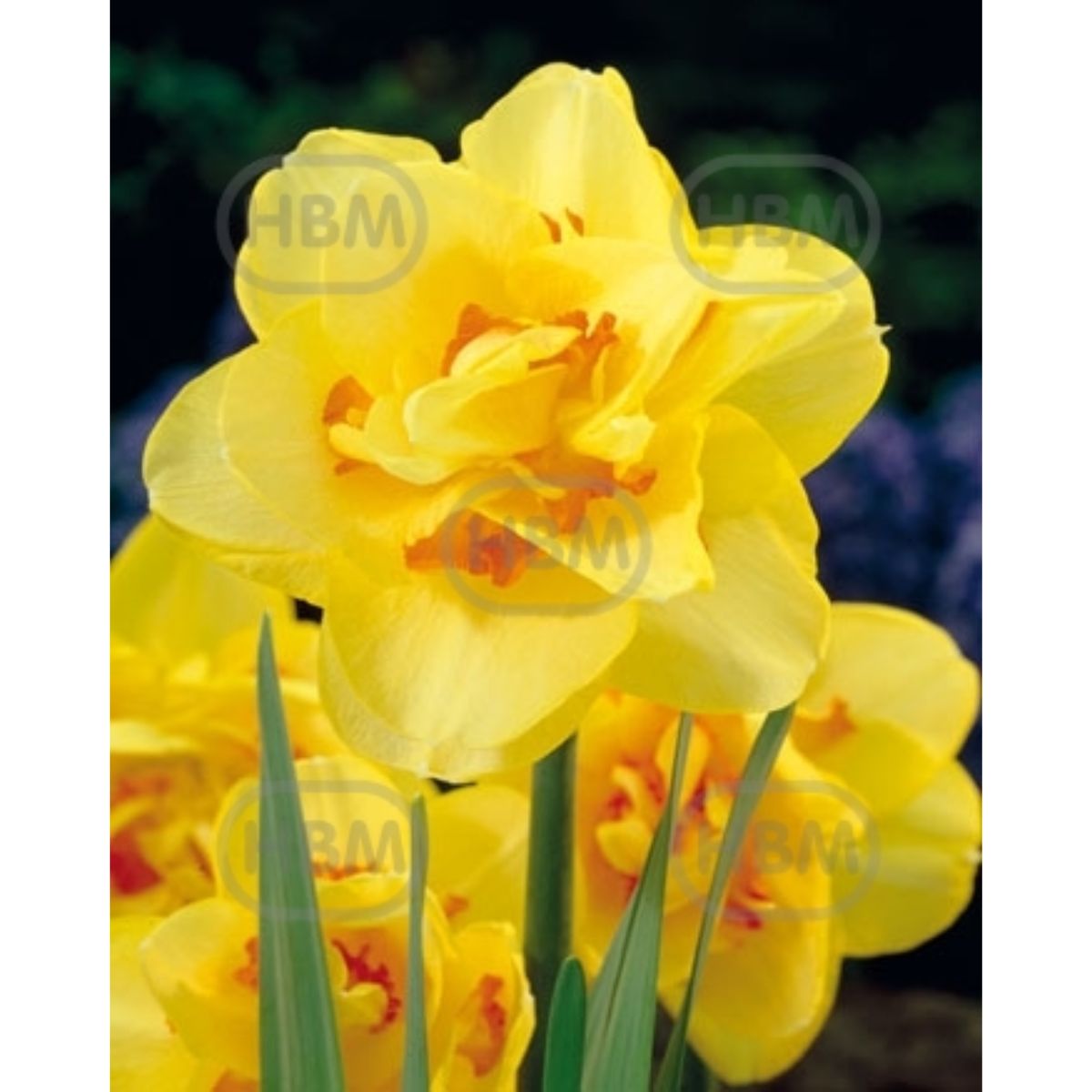 Bulbi de narcise Tamar Fire, 5 bulbi, 1, hectarul.ro