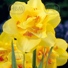 Bulbi de narcise Tamar Fire, 5 bulbi