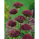 Hectarul - Ladita 350 bulbi de ceapa decorativa ALLIUM Atropurpureum