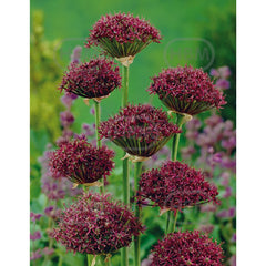 Ladita 350 bulbi de ceapa decorativa ALLIUM Atropurpureum
