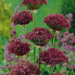 Ladita 350 bulbi de ceapa decorativa ALLIUM Atropurpureum