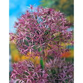Hectarul - Ladita 200 bulbi de ceapa decorativa ALLIUM Christophii Albopilosum