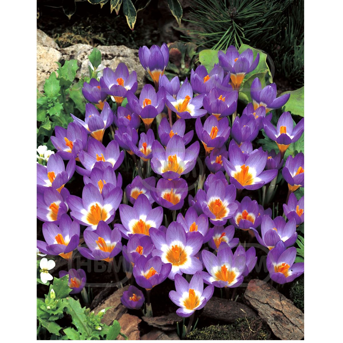 Ladita 3200 bulbi de brandusa SIEBERI CROCUS Tricolor, 1, hectarul.ro