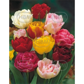 Hectarul - Ladita 800 bulbi de lalea DOUBLE LATE TULIPA Mix