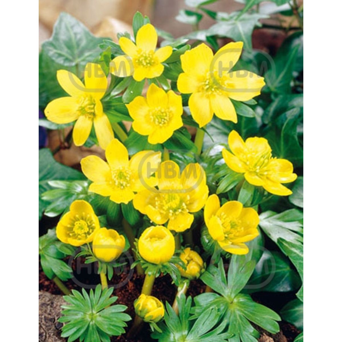 Ladita 110 bulbi aconit de iarna ERANTHIS Cilicica, 1, hectarul.ro