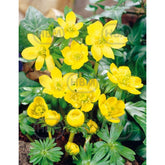 Hectarul - Ladita 110 bulbi aconit de iarna ERANTHIS Cilicica