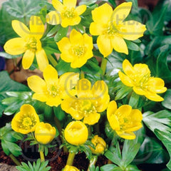 Ladita 110 bulbi aconit de iarna ERANTHIS Cilicica