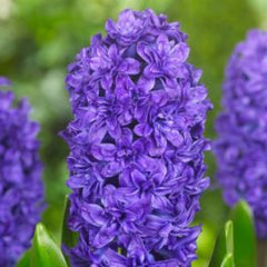 Ladita 350 bulbi de zambile DOUBLE HYACINTHUS Manhattan