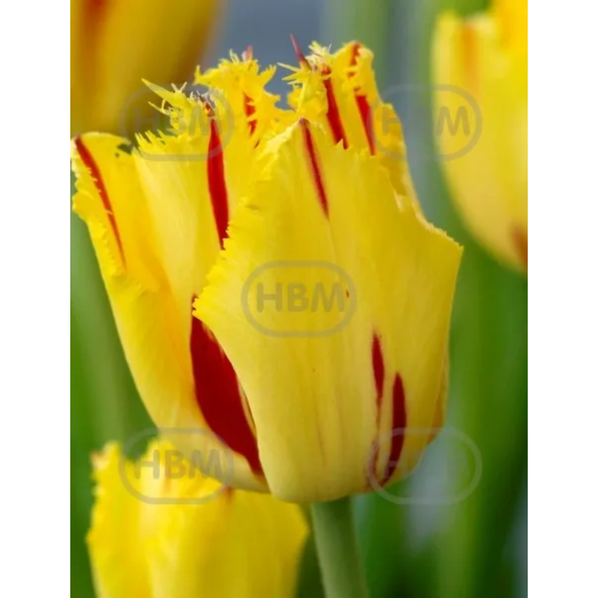 Ladita 700 bulbi de lalea FRINGED TULIPA Party Clown, 1, hectarul.ro