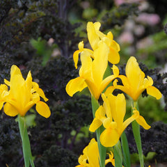 Ladita 370 bulbi HOLLANDICA IRIS Golden Beauty