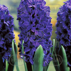 Bulbi de zambile Marie, 3 bulbi