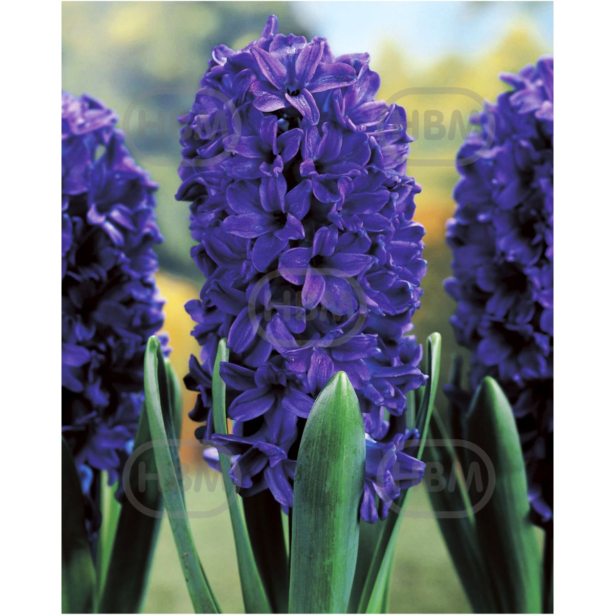 Bulbi de zambile Marie, 3 bulbi, 1, hectarul.ro