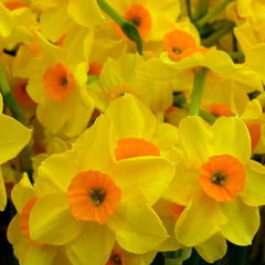 Ladita 325 bulbi de narcisa TAZETTA NARCISSUS Golden Dawn