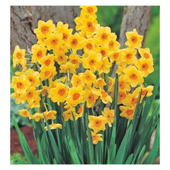Ladita 325 bulbi de narcisa TAZETTA NARCISSUS Golden Dawn