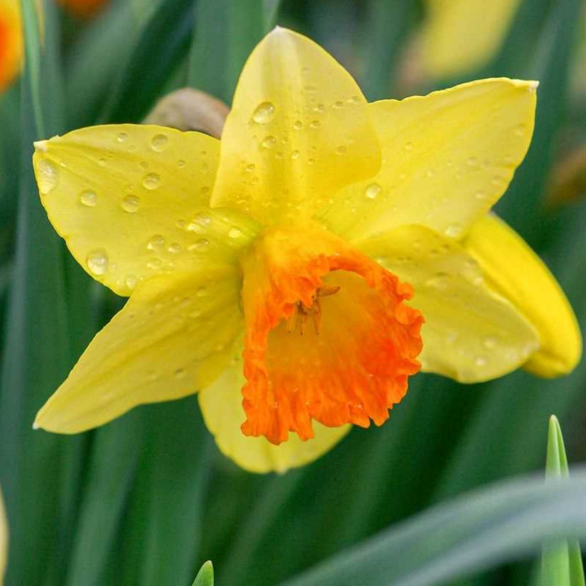 Ladita 120 bulbi de narcisa CYCLAMINEUS NARCISSUS Jetfire, 1, hectarul.ro