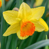 Hectarul - Ladita 120 bulbi de narcisa CYCLAMINEUS NARCISSUS Jetfire