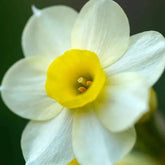 Hectarul - Ladita 1300 bulbi de narcisa TAZETTA NARCISSUS Minnow