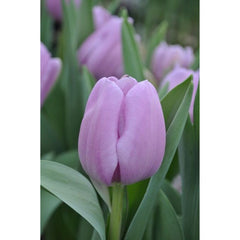 Ladita 400 bulbi de lalea TRIUMPH TULIPA Alibi