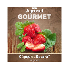 Set 3 Stoloni Căpșun „Ostara”, Agrosel