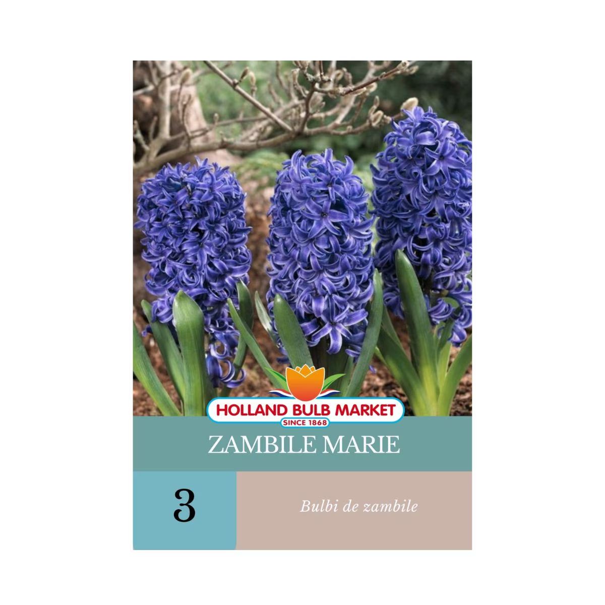 Bulbi de zambile Marie, 3 bulbi, 1, hectarul.ro