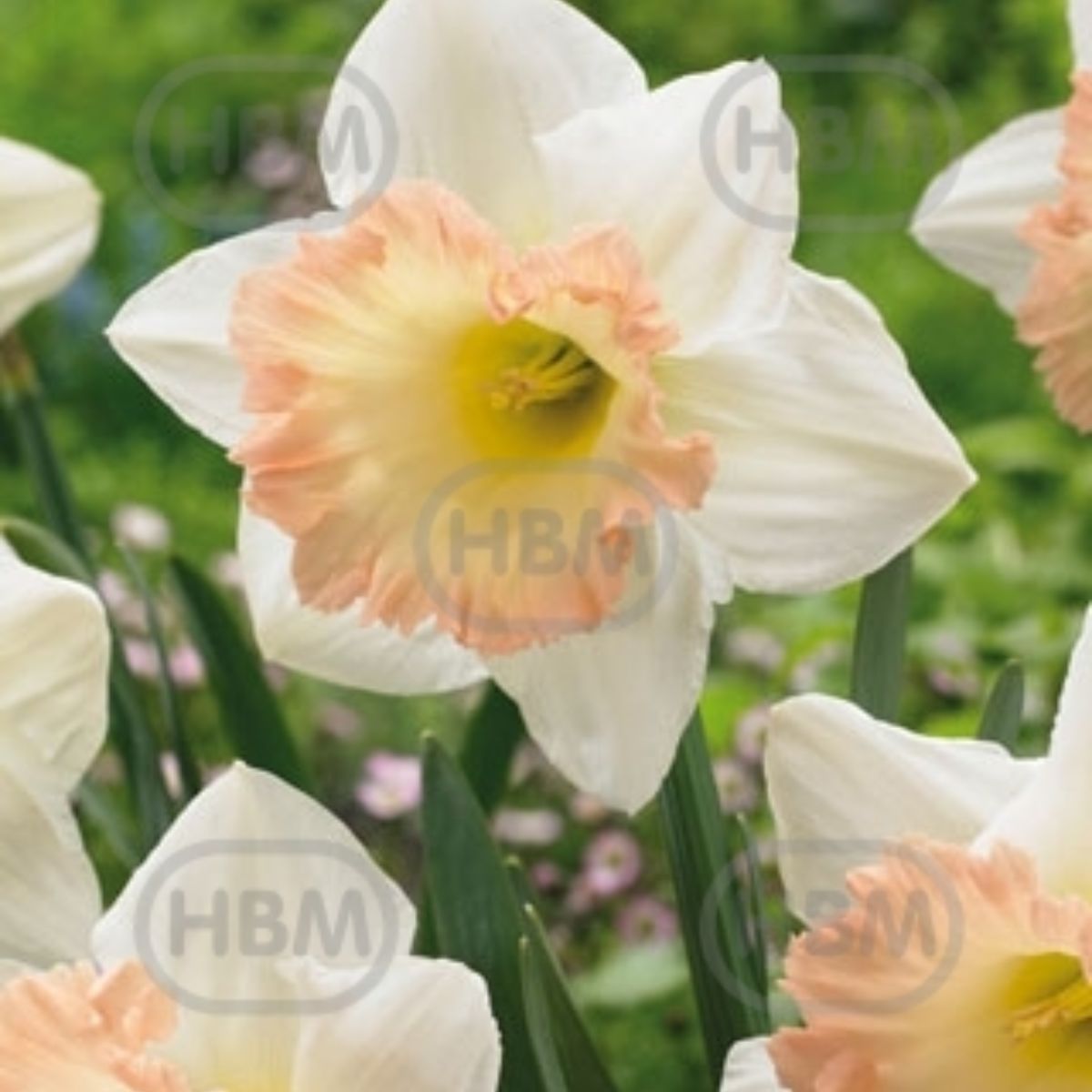 Bulbi de narcise British Gamble, 5 bulbi, 1, hectarul.ro