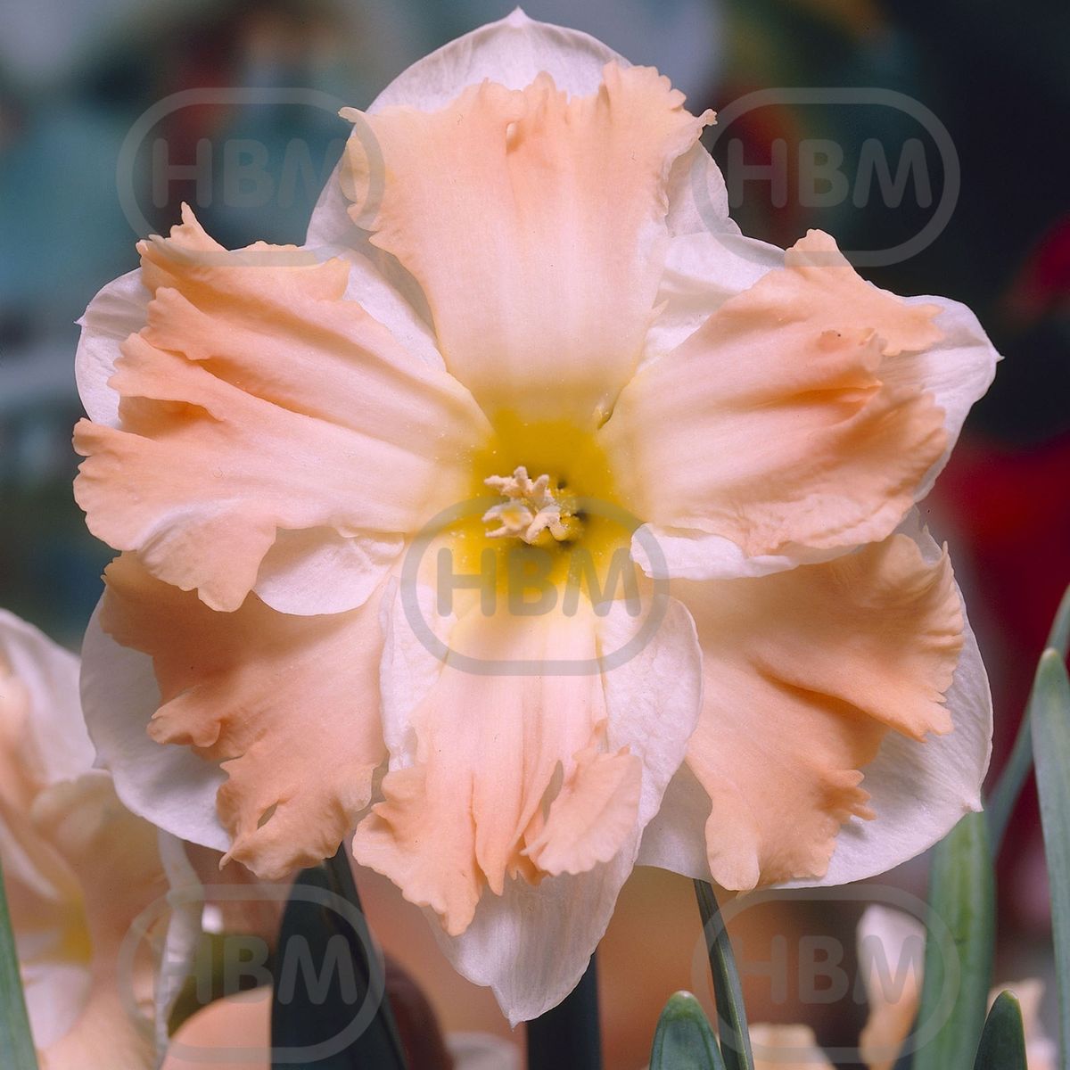 Bulbi de narcise Cum Laude, 5 bulbi, 1, hectarul.ro