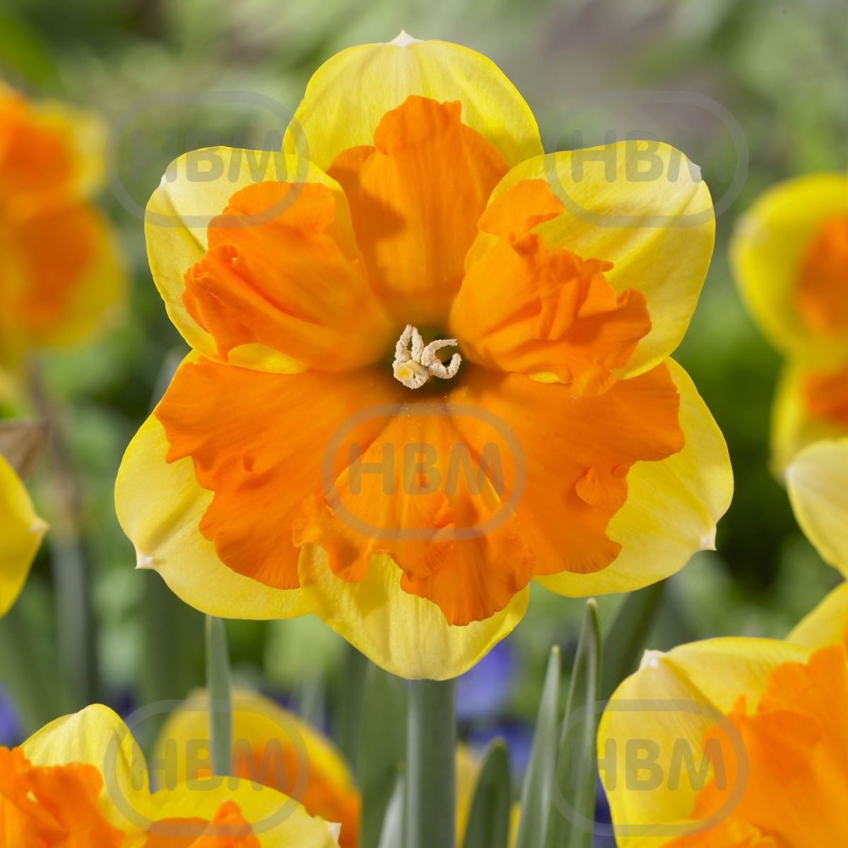 Bulbi de narcise Tiritomba, 5 bulbi, 1, hectarul.ro