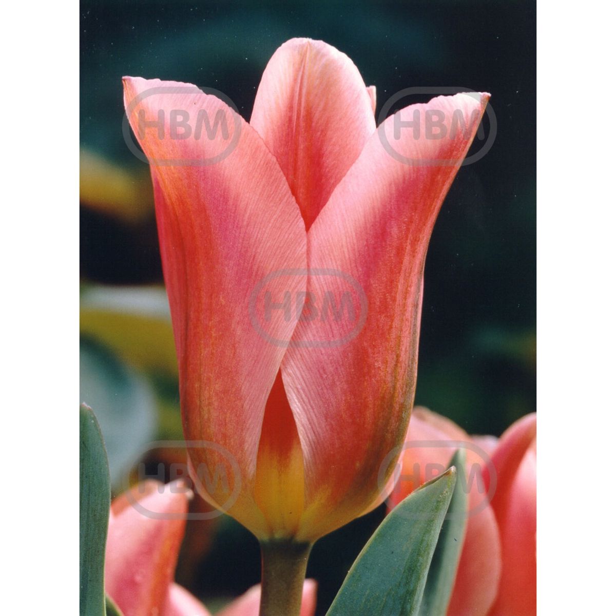 Bulbi de lalea Albert Heijn, 5 bulbi, 1, hectarul.ro