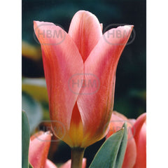 Bulbi de lalea Albert Heijn, 5 bulbi