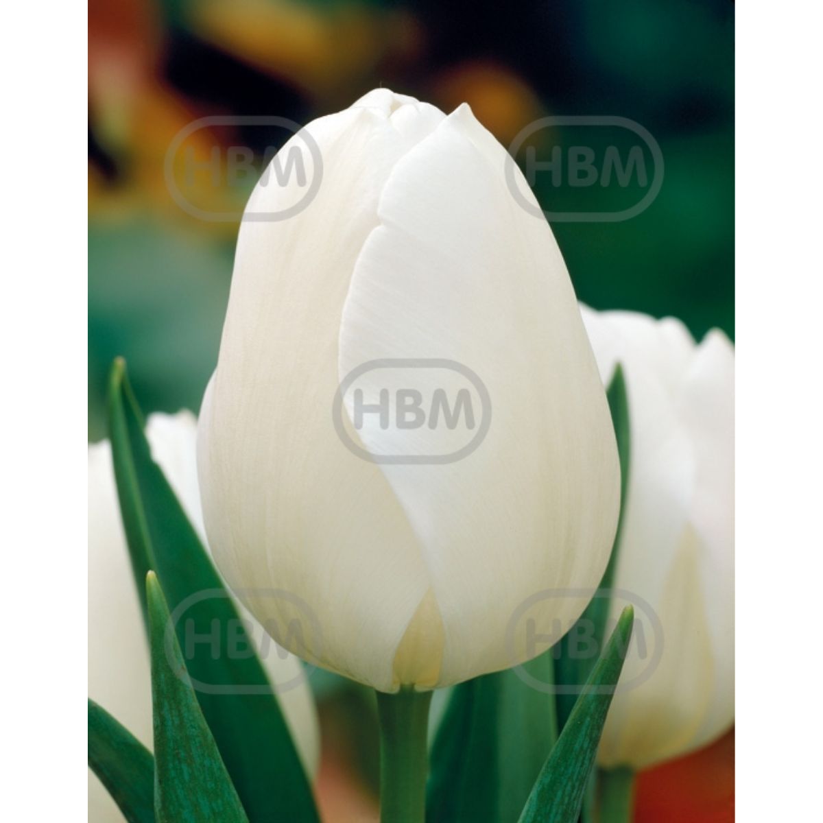 Bulbi de lalea Antarctica, 5 bulbi, 1, hectarul.ro