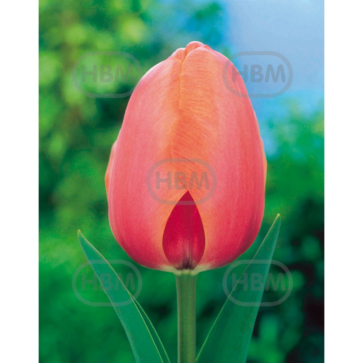 Bulbi de lalea Apricot Impression, 5 bulbi, 1, hectarul.ro